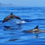 Paket Dolphin Trip Sabang