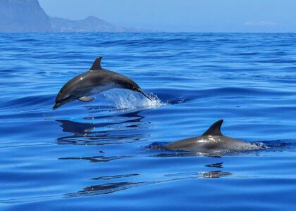 Paket Dolphin Trip Sabang
