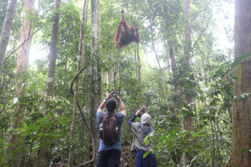 Bukit Lawang Tour    