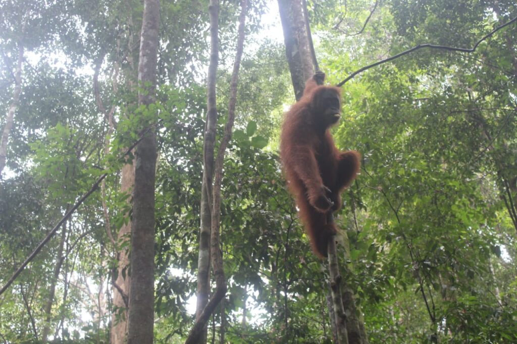 Bukit Lawang Tour from Medan